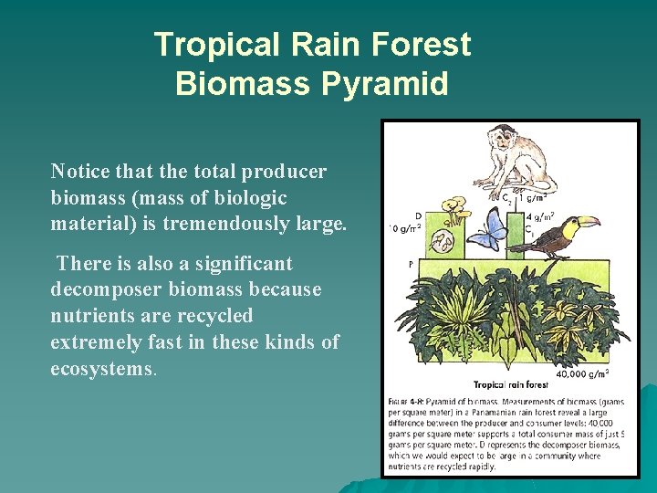 Tropical Rain Forest Biomass Pyramid Notice that the total producer biomass (mass of biologic