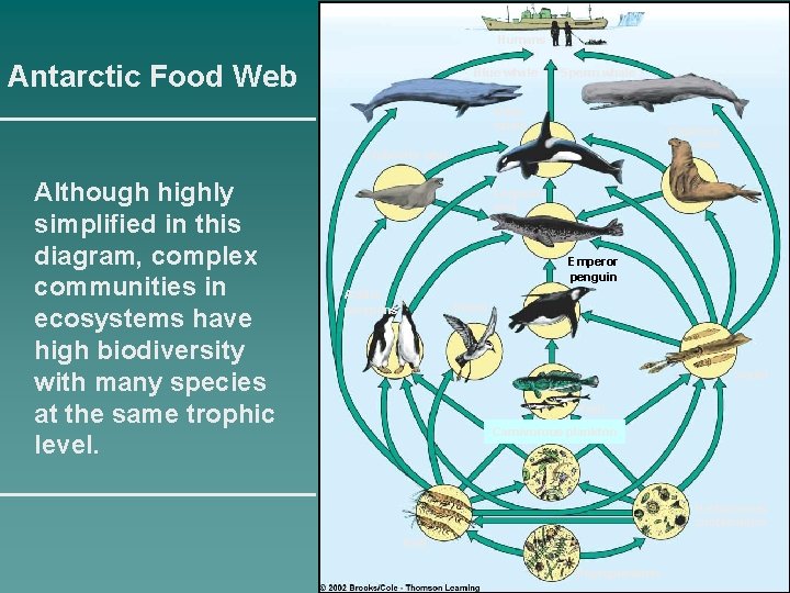 Humans Antarctic Food Web Blue whale Sperm whale Killer whale Elephant seal Crabeater seal