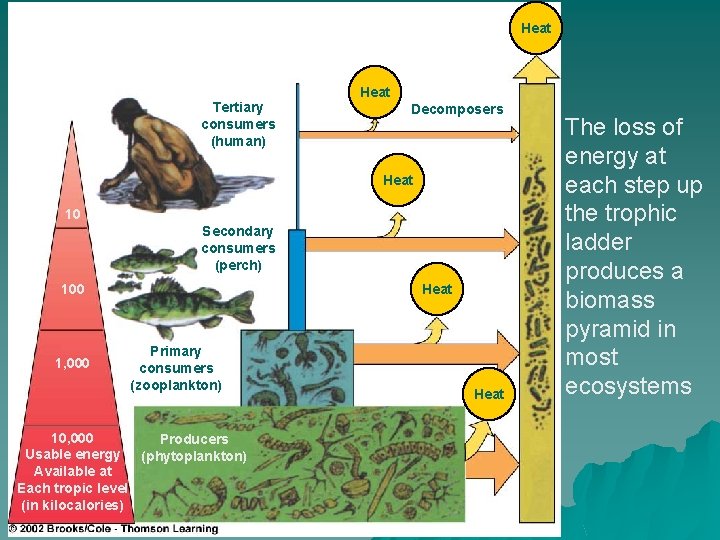 Heat Tertiary consumers (human) Heat Decomposers Heat 10 Secondary consumers (perch) 100 1, 000