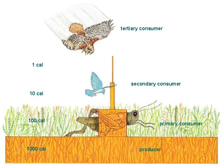 tertiary consumer 1 cal secondary consumer 10 cal 1000 cal primary consumer producer 