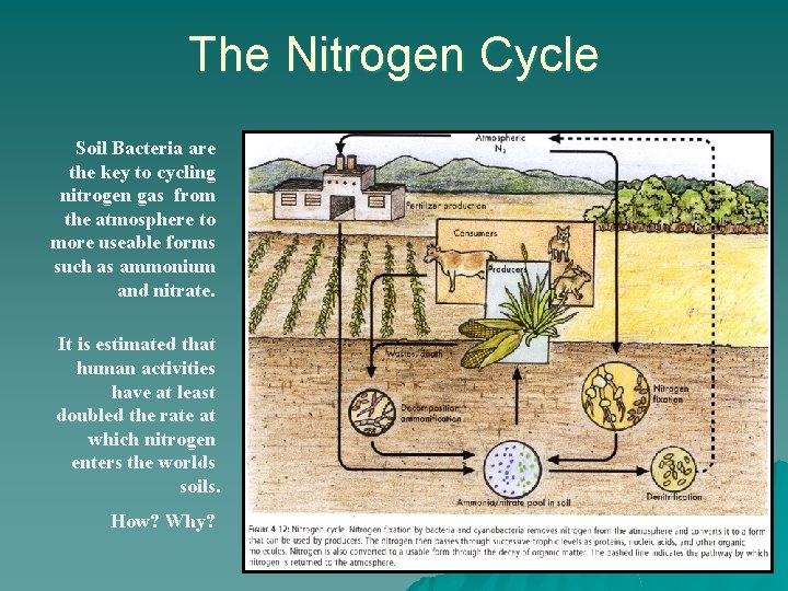 The Nitrogen Cycle Soil Bacteria are the key to cycling nitrogen gas from the