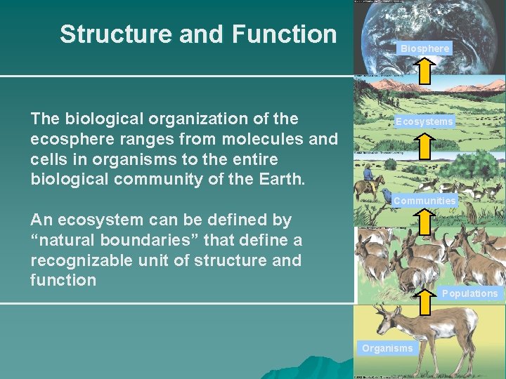 Structure and Function The biological organization of the ecosphere ranges from molecules and cells
