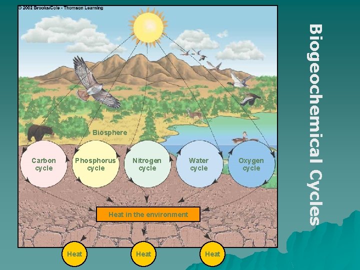 Carbon cycle Phosphorus cycle Nitrogen cycle Water cycle Heat in the environment Heat Oxygen