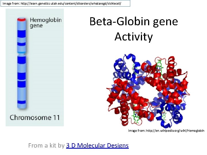 Image from: http: //learn. genetics. utah. edu/content/disorders/whataregd/sicklecell/ Beta-Globin gene Activity Image from: http: //en.