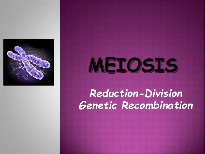 MEIOSIS Reduction-Division Genetic Recombination 1 