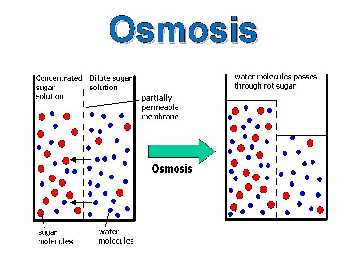 Osmosis 