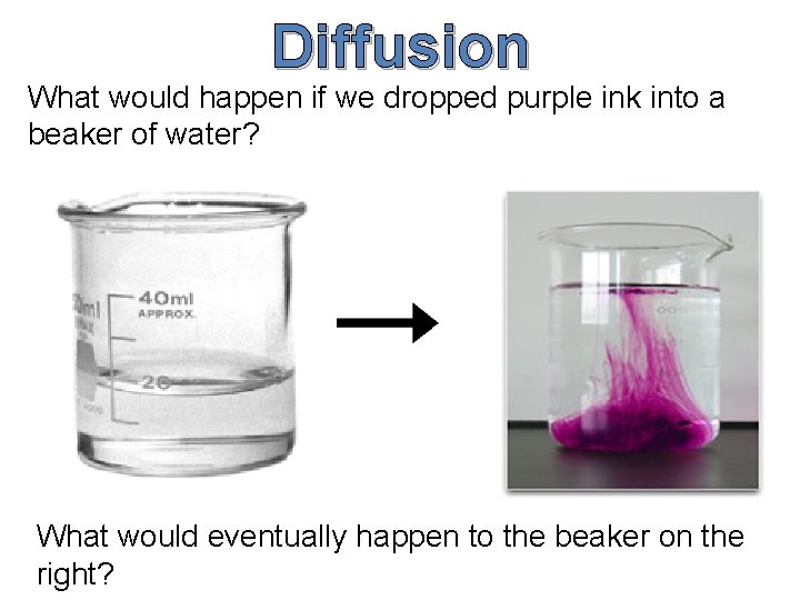 Diffusion What would happen if we dropped purple ink into a beaker of water?