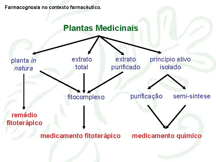 Farmacognosia no contexto farmacêutico. Plantas Medicinais extrato total planta in natura extrato purificado fitocomplexo