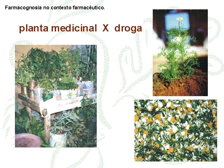 Farmacognosia no contexto farmacêutico. planta medicinal X droga 