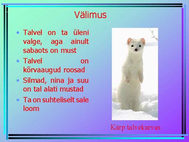 Välimus • Talvel on ta üleni valge, aga ainult sabaots on must • Talvel