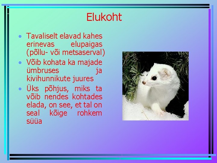 Elukoht • Tavaliselt elavad kahes erinevas elupaigas (põllu- või metsaserval) • Võib kohata ka