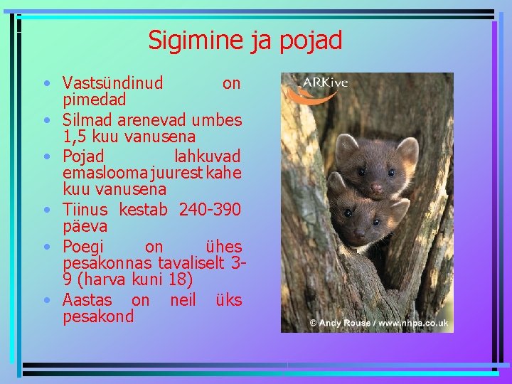 Sigimine ja pojad • Vastsündinud on pimedad • Silmad arenevad umbes 1, 5 kuu