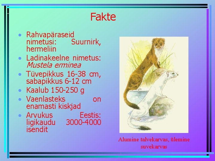 Fakte • Rahvapäraseid nimetusi: Suurnirk, hermeliin • Ladinakeelne nimetus: Mustela erminea • Tüvepikkus 16