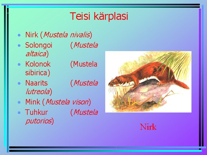 Teisi kärplasi • Nirk (Mustela nivalis) • Solongoi (Mustela altaica) • Kolonok (Mustela sibirica)