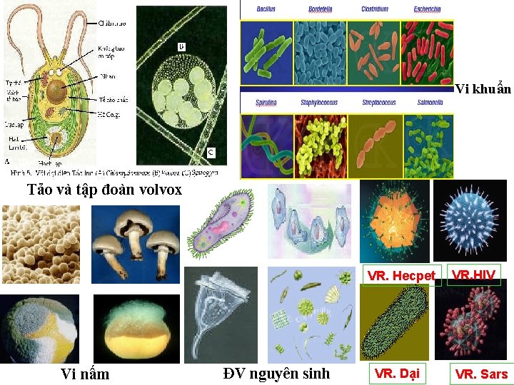 Vi khuẩn Tảo và tập đoàn volvox VR. Hecpet Vi nấm ĐV nguyên sinh