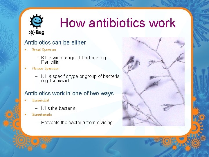 How antibiotics work Antibiotics can be either • Broad Spectrum – Kill a wide