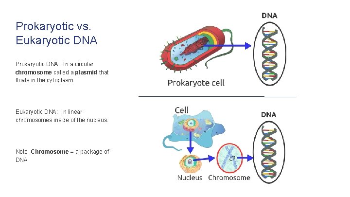 Prokaryotic vs. Eukaryotic DNA Prokaryotic DNA: In a circular chromosome called a plasmid that
