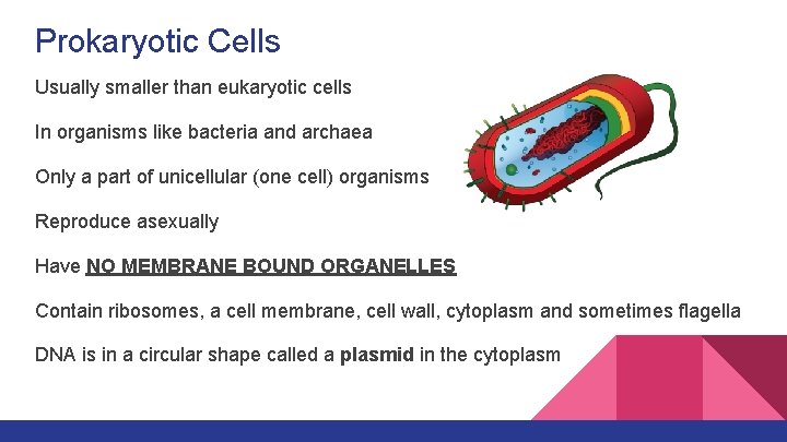 Prokaryotic Cells Usually smaller than eukaryotic cells In organisms like bacteria and archaea Only