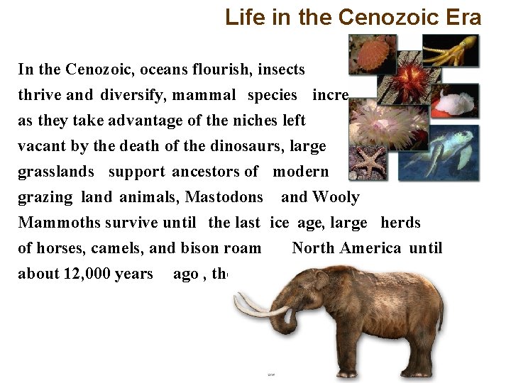 Life in the Cenozoic Era In the Cenozoic, oceans flourish, insects thrive and diversify,