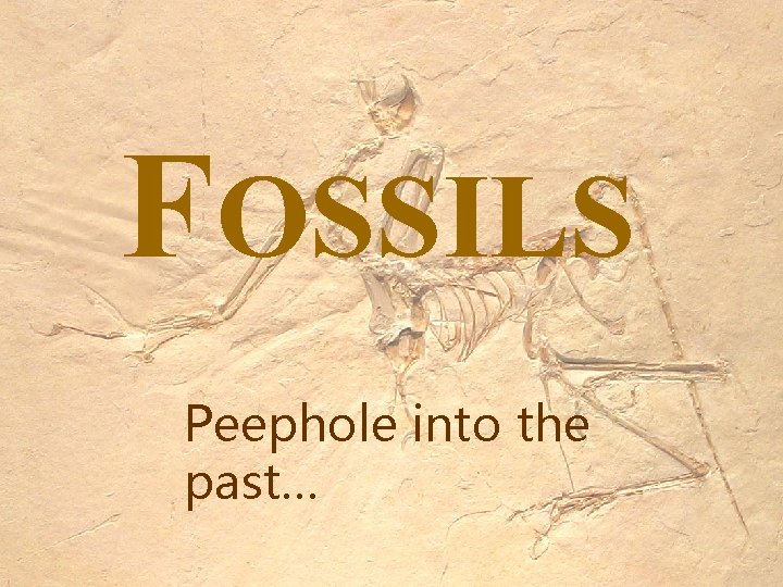 FOSSILS Peephole into the past… 