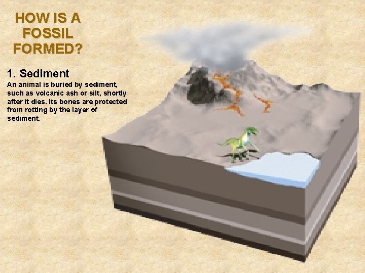 HOW IS A FOSSIL FORMED? 1. Sediment An animal is buried by sediment, such