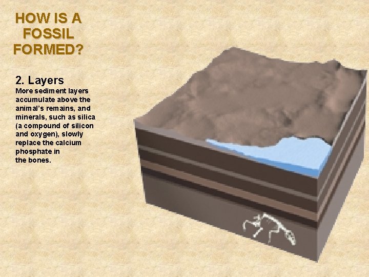 HOW IS A FOSSIL FORMED? 2. Layers More sediment layers accumulate above the animal’s