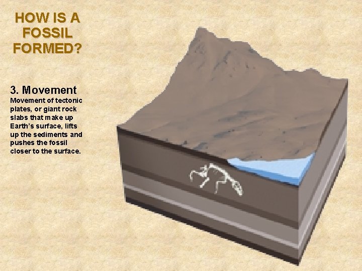 HOW IS A FOSSIL FORMED? 3. Movement of tectonic plates, or giant rock slabs