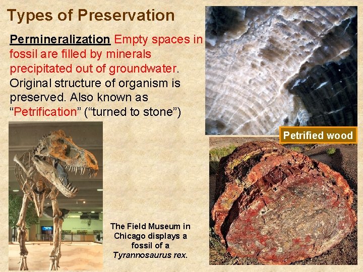 Types of Preservation Permineralization Empty spaces in fossil are filled by minerals precipitated out