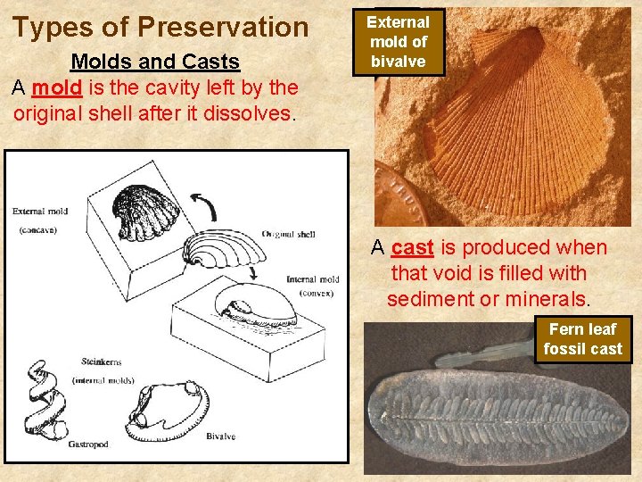 Types of Preservation Molds and Casts A mold is the cavity left by the