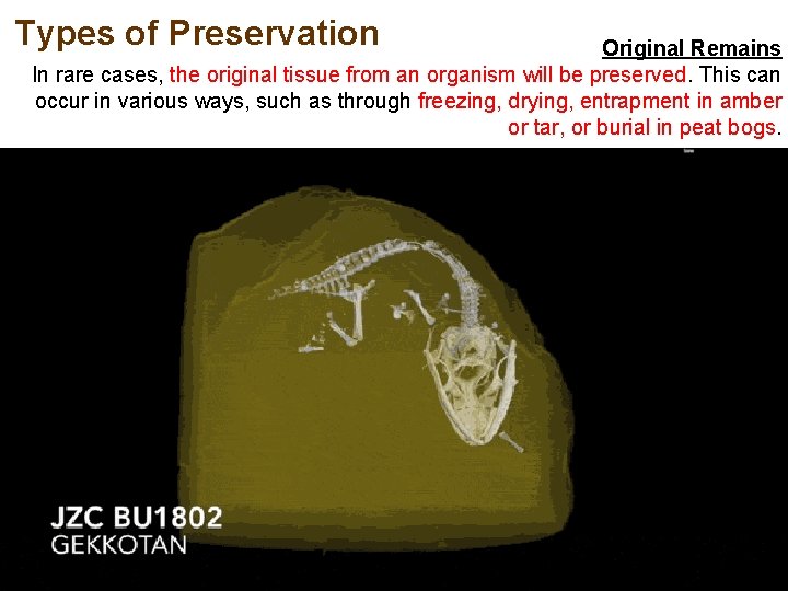 Types of Preservation Original Remains In rare cases, the original tissue from an organism