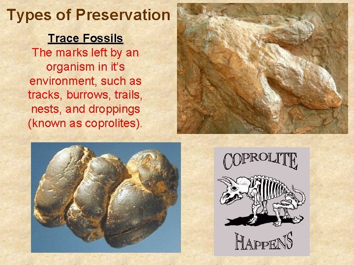 Types of Preservation Trace Fossils The marks left by an organism in it’s environment,
