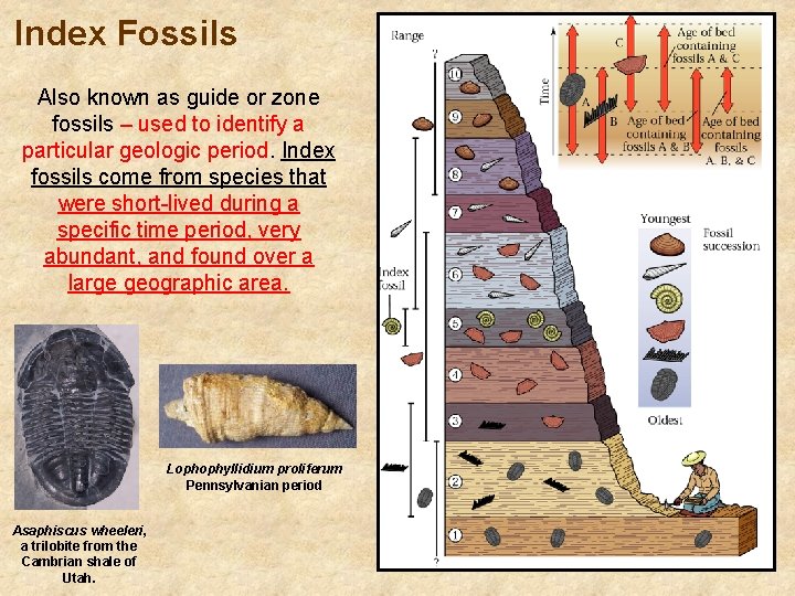 Index Fossils Also known as guide or zone fossils – used to identify a
