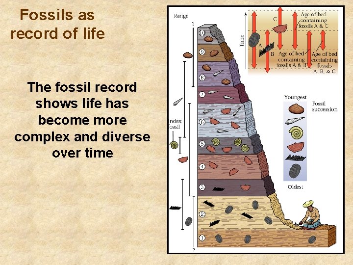 Fossils as record of life The fossil record shows life has become more complex