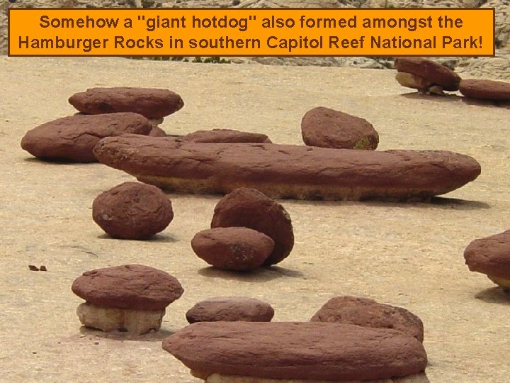 Somehow a "giant hotdog" also formed amongst the Hamburger Rocks in southern Capitol Reef