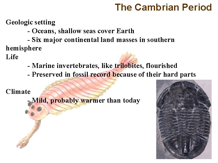 The Cambrian Period Geologic setting - Oceans, shallow seas cover Earth - Six major