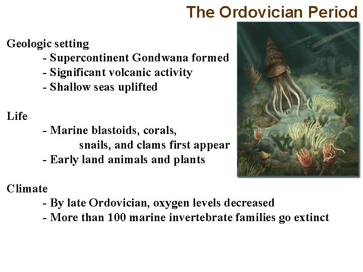 The Ordovician Period Geologic setting - Supercontinent Gondwana formed - Significant volcanic activity -