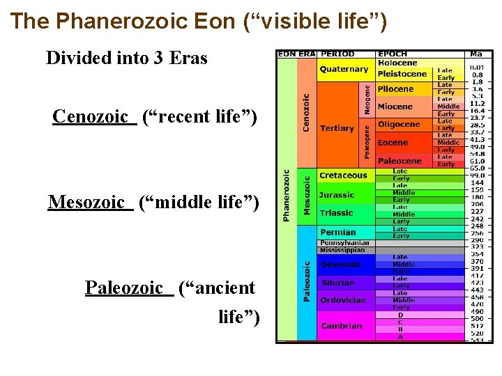 The Phanerozoic Eon (“visible life”) Divided into 3 Eras Cenozoic (“recent life”) Mesozoic (“middle