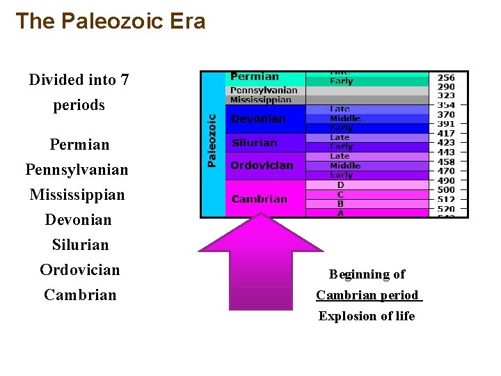 The Paleozoic Era Divided into 7 periods Permian Pennsylvanian Mississippian Devonian Silurian Ordovician Cambrian