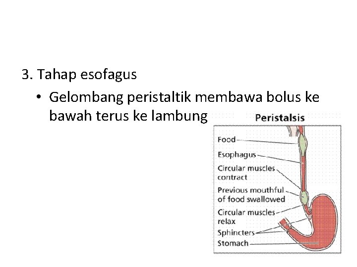 3. Tahap esofagus • Gelombang peristaltik membawa bolus ke bawah terus ke lambung 