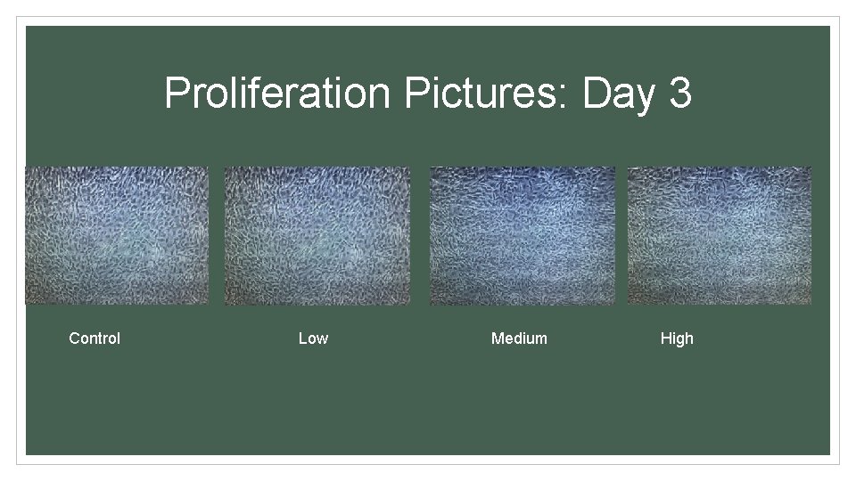 Proliferation Pictures: Day 3 Control Low Medium High 