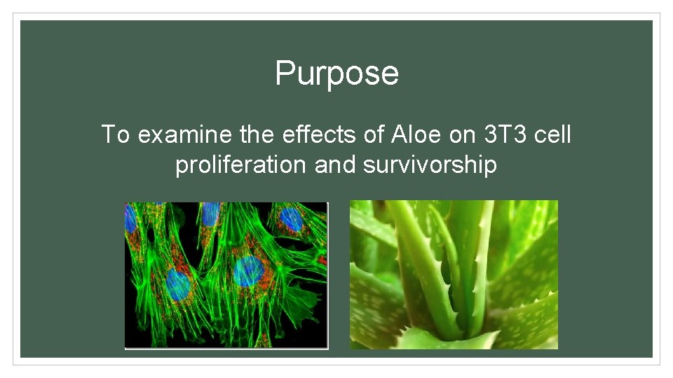 Purpose To examine the effects of Aloe on 3 T 3 cell proliferation and