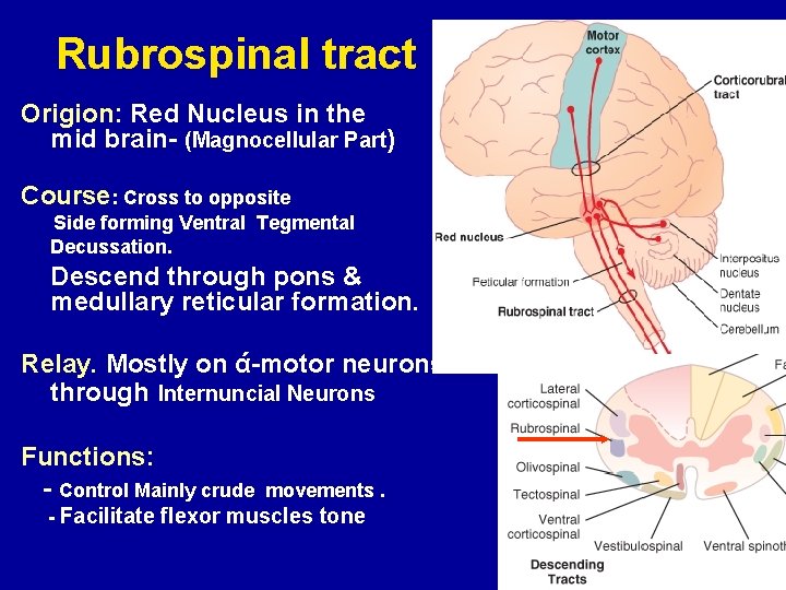 Rubrospinal tract Origion: Red Nucleus in the mid brain- (Magnocellular Part) Course: Cross to