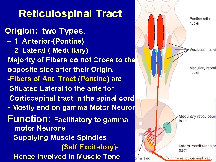 Reticulospinal Tract Origion: two Types. – 1. Anterior-(Pontine) – 2. Lateral ( Medullary) Majority