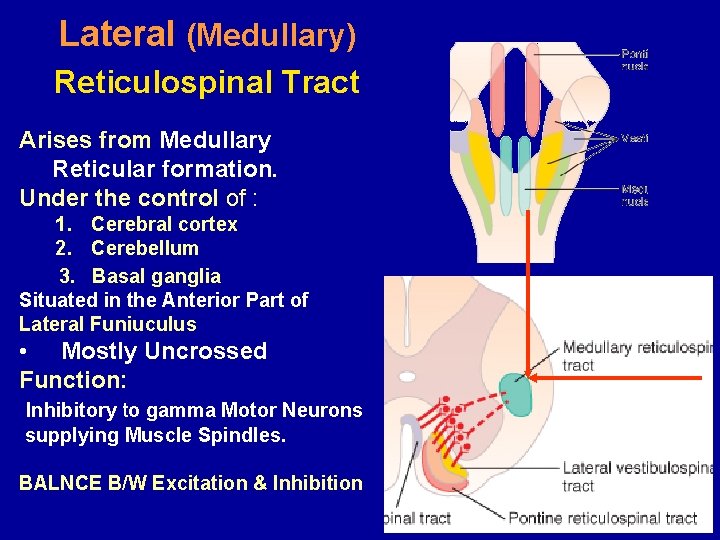 Lateral (Medullary) Reticulospinal Tract Arises from Medullary Reticular formation. Under the control of :