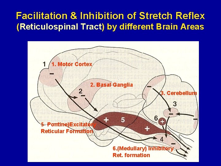 Facilitation & Inhibition of Stretch Reflex (Reticulospinal Tract) by different Brain Areas 1. Motor