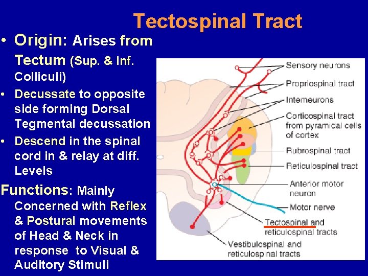 Tectospinal Tract • Origin: Arises from Tectum (Sup. & Inf. Colliculi) • Decussate to