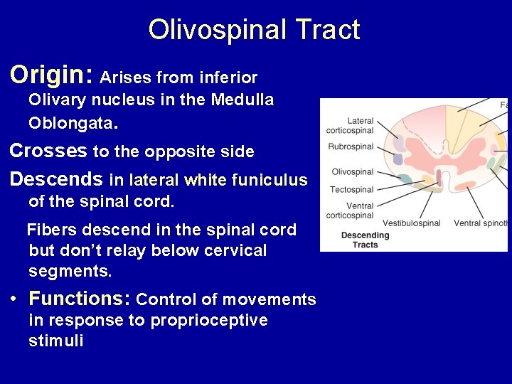 Olivospinal Tract Origin: Arises from inferior Olivary nucleus in the Medulla Oblongata. Crosses to