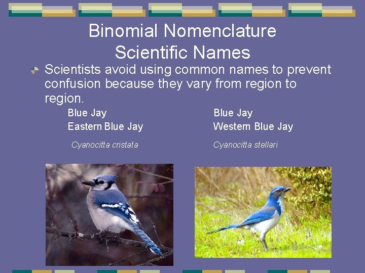 Binomial Nomenclature Scientific Names Scientists avoid using common names to prevent confusion because they Binomial Nomenclature Scientific Names Scientists avoid using common names to prevent confusion because they
