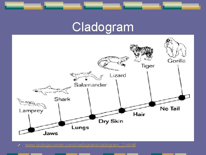 Cladogram www. biologycorner. com/cladogram_2. htm# Cladogram www. biologycorner. com/cladogram_2. htm#