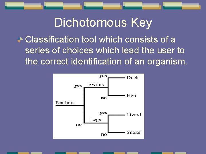 Dichotomous Key Classification tool which consists of a series of choices which lead the Dichotomous Key Classification tool which consists of a series of choices which lead the